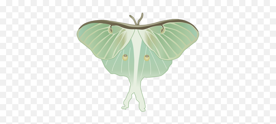Download Luna Moth Clipart Watercolor - Luna Moth Drawin G Transparent Luna Moth Clipart Transparent Background Moths Png,Moth Icon