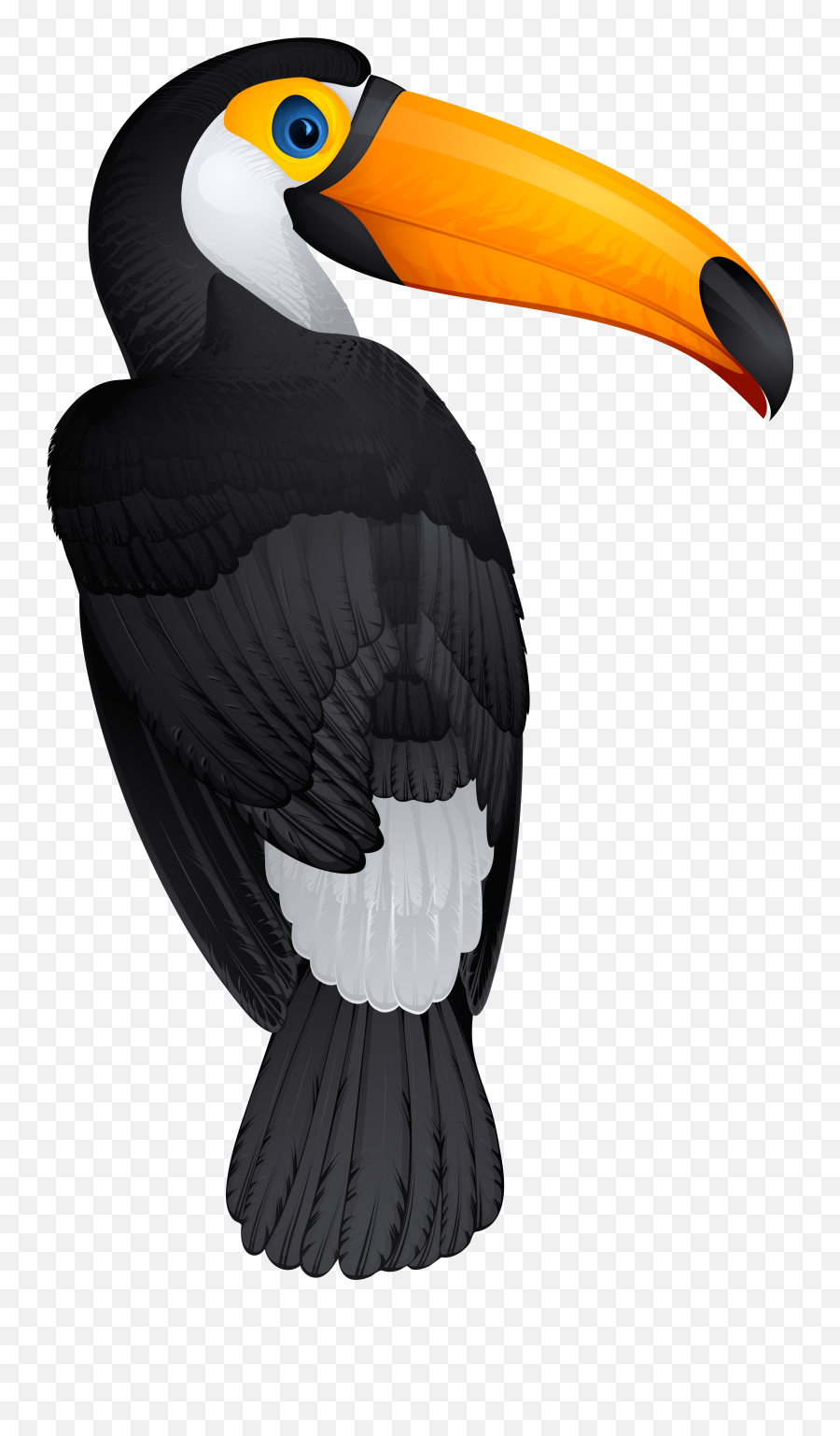 Toucan Bird Png Clipart Picture - Toucan Bird Clipart,Tucan Png