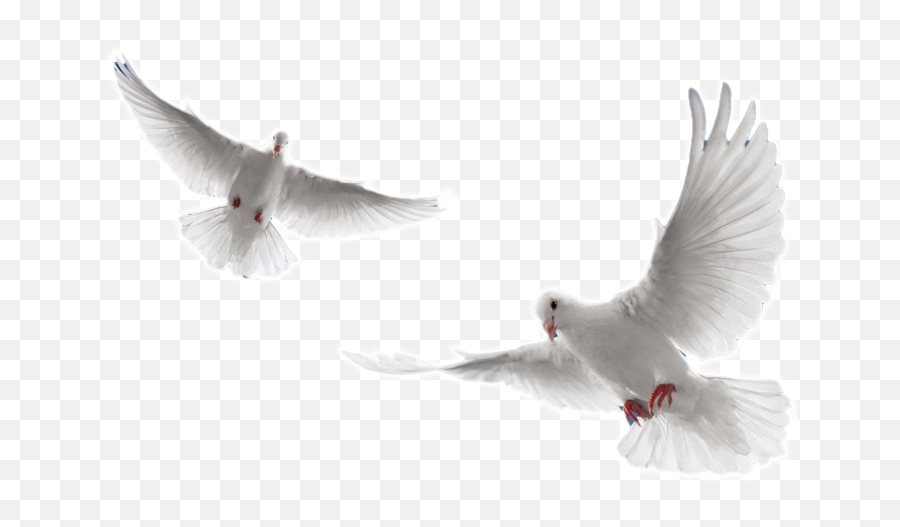 Download Holy Spirit Dove Png - White Doves Flying Png Flying Doves Png,Holy Spirit Png