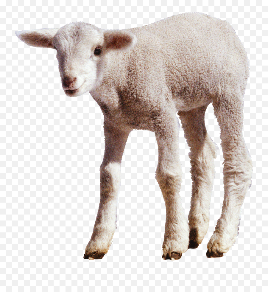 24 - Sheep Transparent Png,Sheep Png