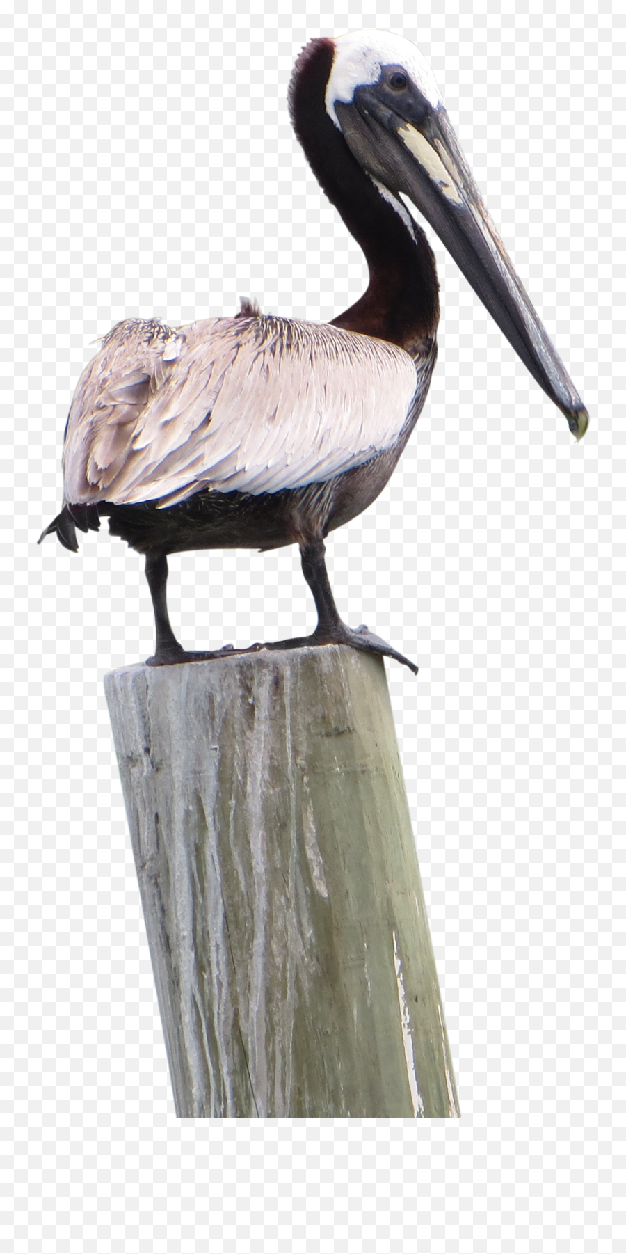 Pelican Png Pic - Pelican Png,Pelican Png