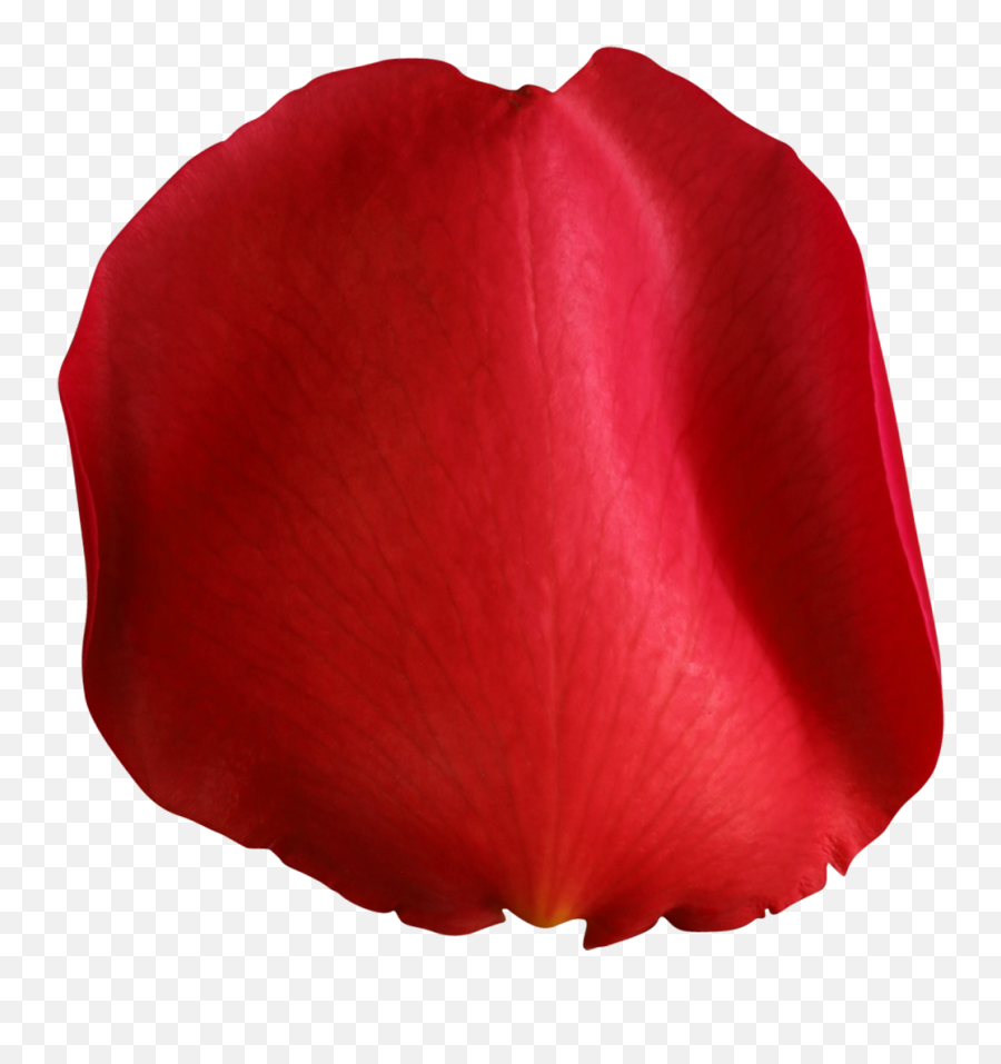 Picture - Red Rose Petal Png,Rose Petals Transparent Background