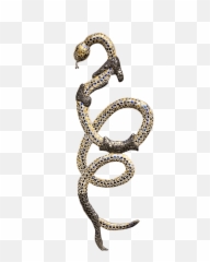 Cobra Clipart Anaconda Picture 748200 - Art Snake Shedding Skin Png,Anaconda Png