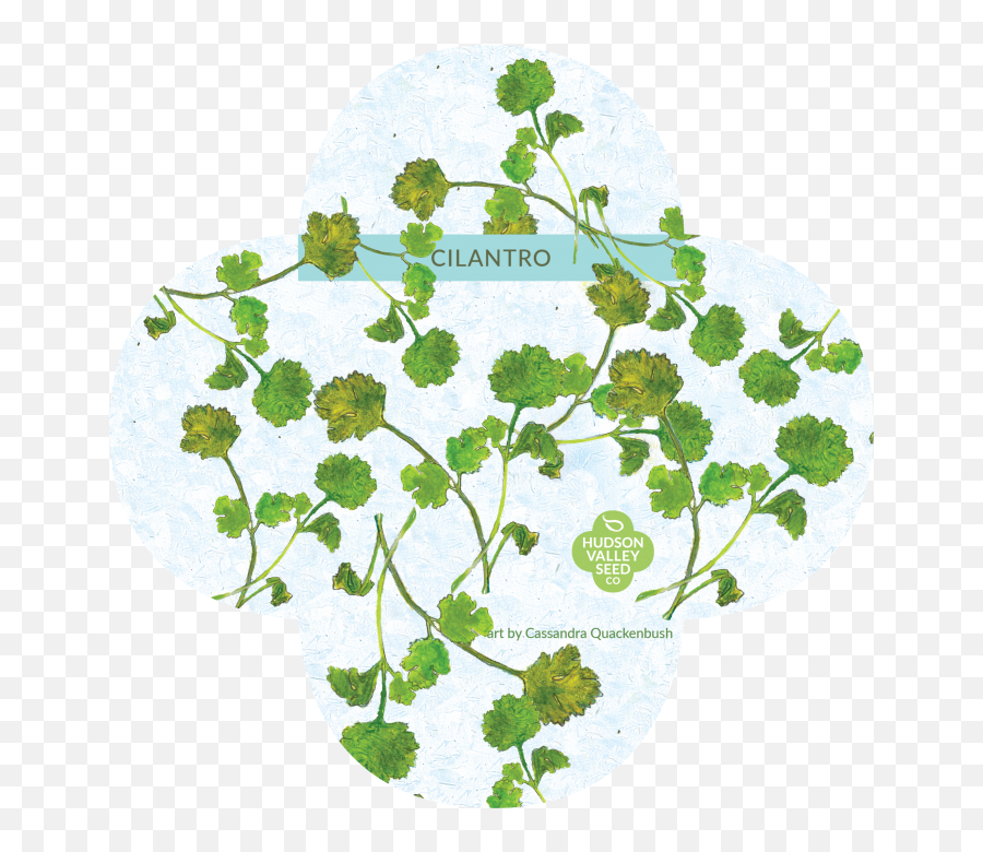 Organic Cilantro Seeds - Hudson Herb Png,Cilantro Png