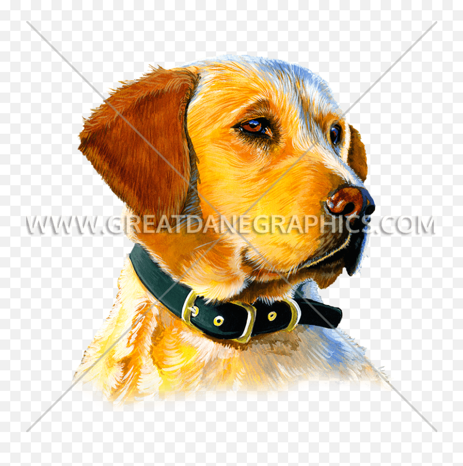 Golden Retriever Production Ready Artwork For T - Shirt Printing Companion Dog Png,Golden Retriever Transparent Background