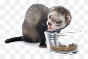 Ferret Transparent Images - Ferrets Eating Png,Ferret Png