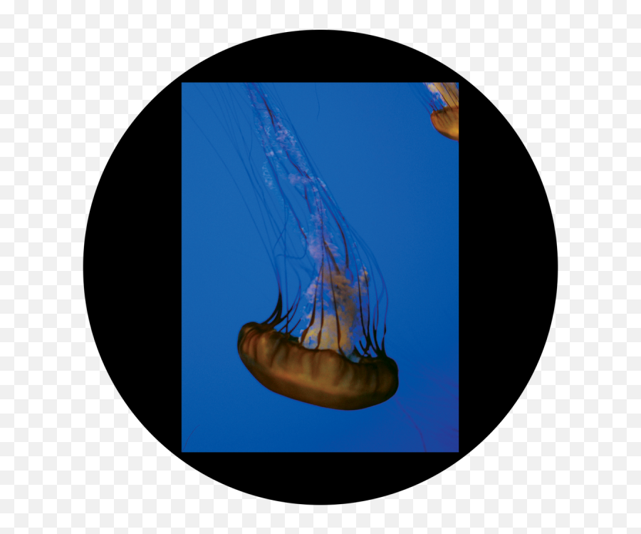 Download Hd D - Antonakos Single Jellyfish Jellyfish Jellyfish Png,Jellyfish Png