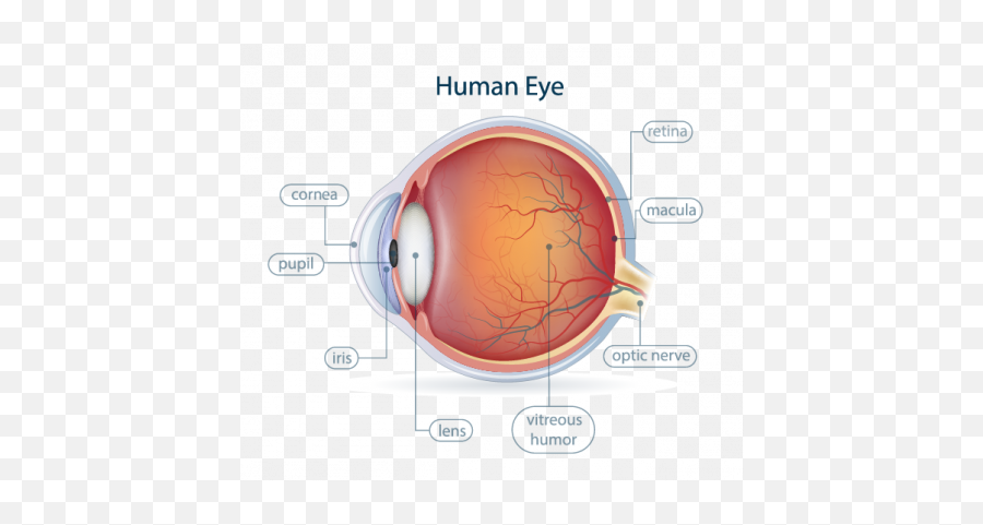 Anatomy Spokane Eye Clinic - Anatomia Del Ojo Sin Nombres Png,Human Eye Png