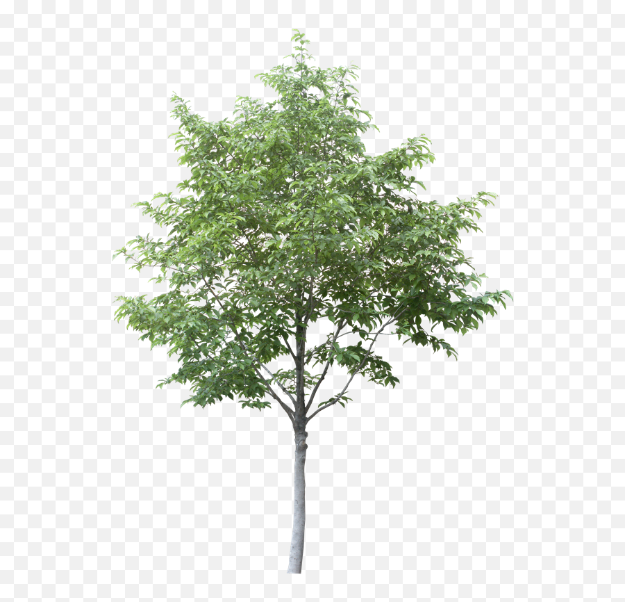 Download Free Arboles En Planta Png - Aspen Tree Cut Out Png Arboles En Alzado Png,Arboles Png