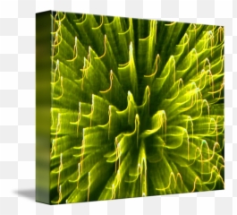 Fire Art Blast Yellow By Sr Smith - png
