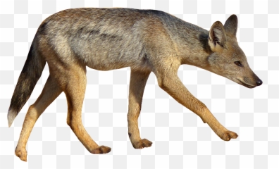 Jackal Coyote Png - Jackal Png,Jackal Png