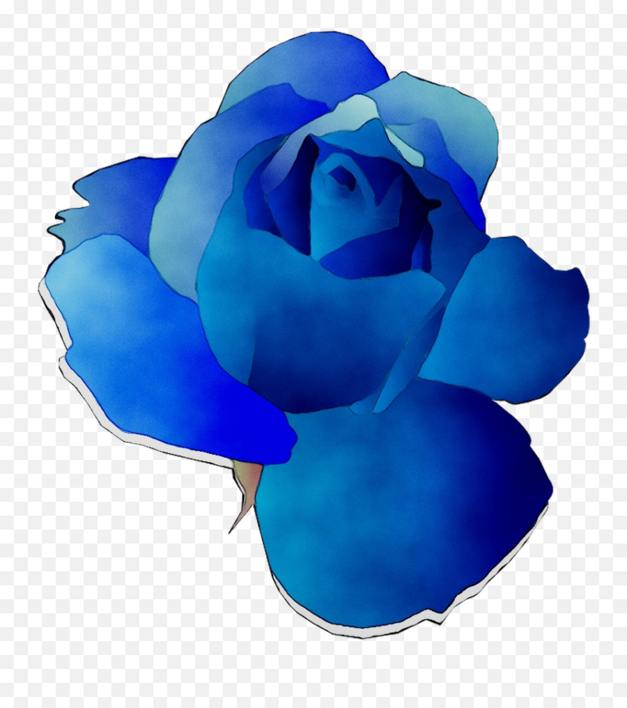 Blue Rose Garden Roses Cut Flowers - Png Download 1034 Garden Roses,Garden Flowers Png
