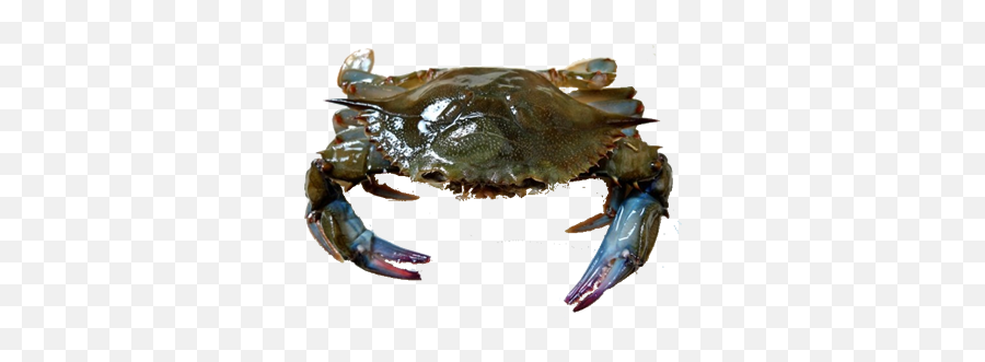 Crab By Viet Cuisine Trading - Mud Crab Vs Sea Crab Png,Blue Crab Png