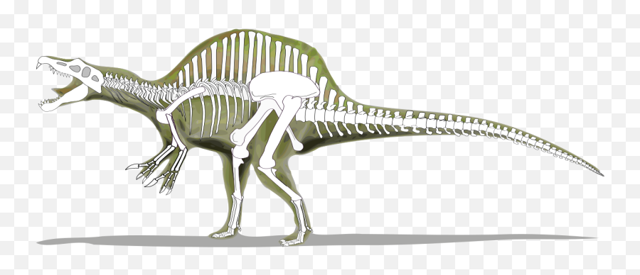 Spinosaurus Skeleton - Esqueleto De Un Spinosaurus Png,Spinosaurus Png