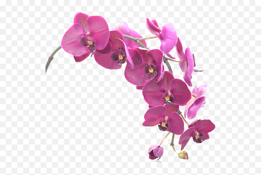 76 - Orchid Png,Orchid Png