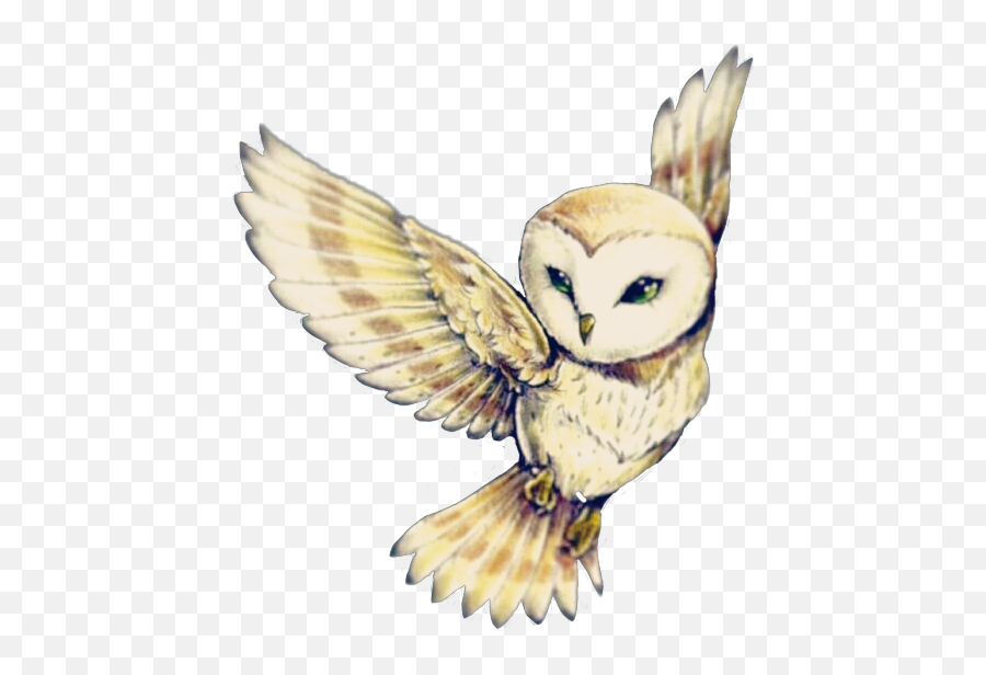 Owl Tattoo Cute - Kawaii Cute Owl Drawing Png,Ovo Owl Png
