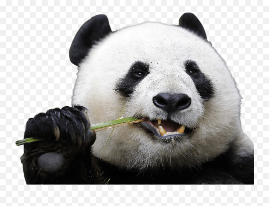 Eating Panda Transparent Png - Stickpng Animals That Live In The Rainforest,Eating Png