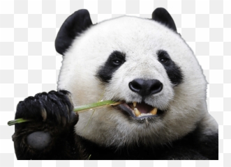 Eating Panda Transparent Png - Stickpng Animals That Live In The Rainforest,Eating Png