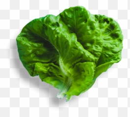 Hirut - Romaine Lettuce png