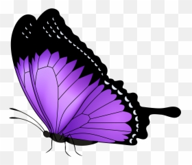 Purple Butterfly Transparent Clipart - Background png
