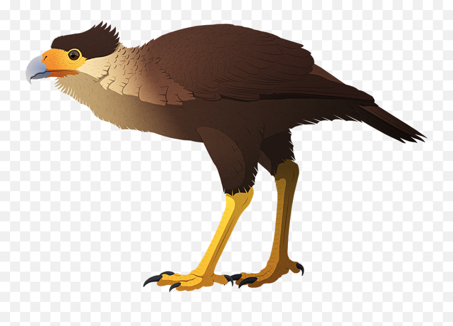 Holocene Extinction U2013 Nix Illustration - Jamaican Caracara Png,St Phanourios Icon