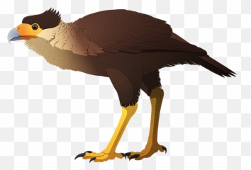 Holocene Extinction U2013 Nix Illustration - Jamaican Caracara png
