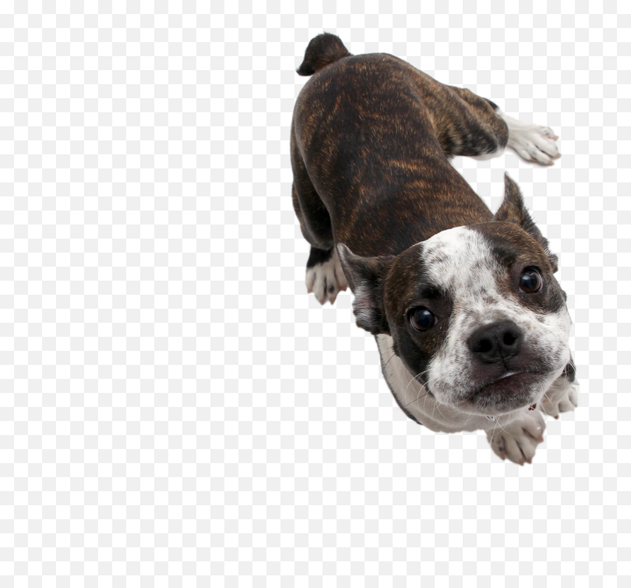 Transparent Background - I Hope Imgur Boston Terrier Png,Bulldog Transparent Background