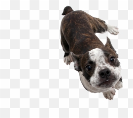 Transparent Background - I Hope Imgur Boston Terrier Png,Bulldog Transparent Background