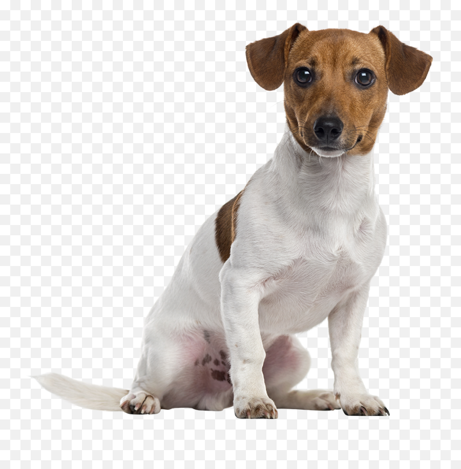 Dog Png - Jack Russell Dog Png,Dog Png
