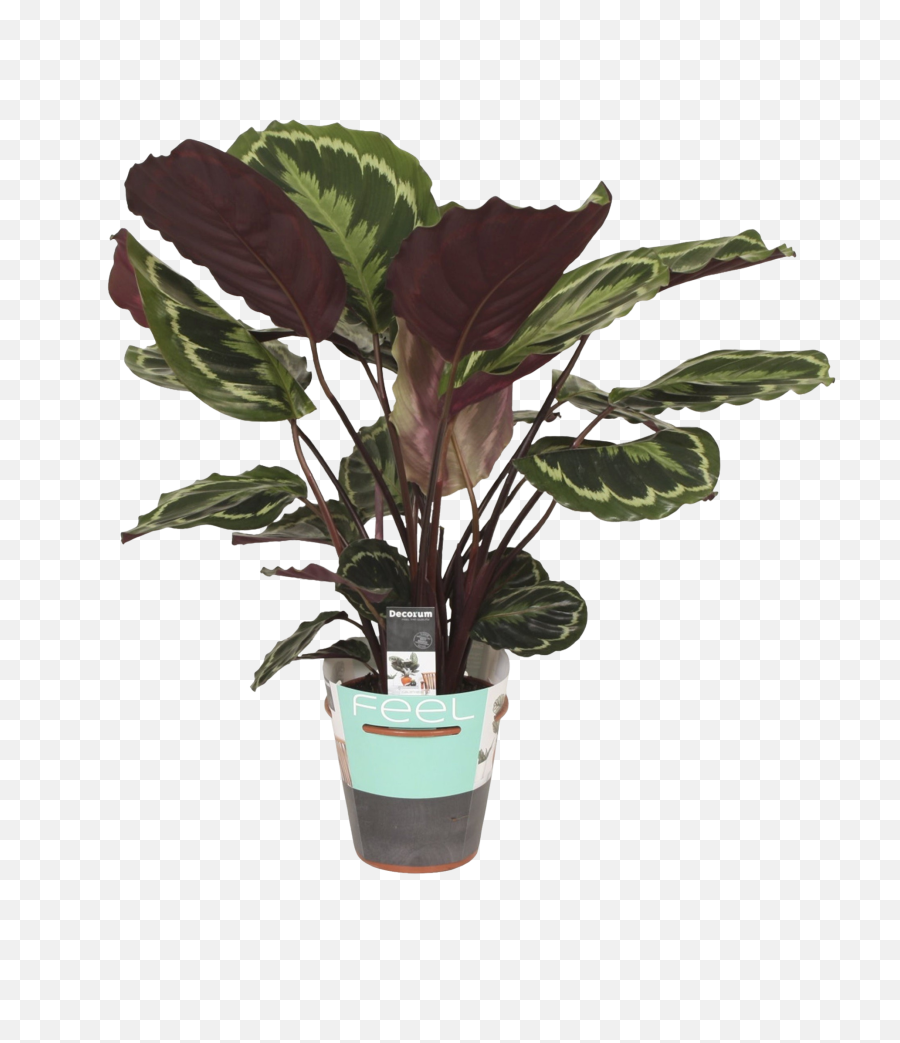 Calathea Medallion - Florastore Flowerpot Png,Medallion Png