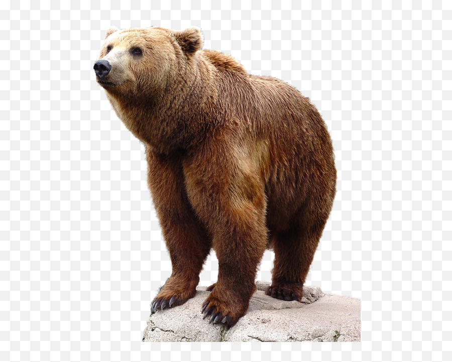 Bear High Quality Png - Transparent Grizzly Bear Png,Grizzly Bear Png