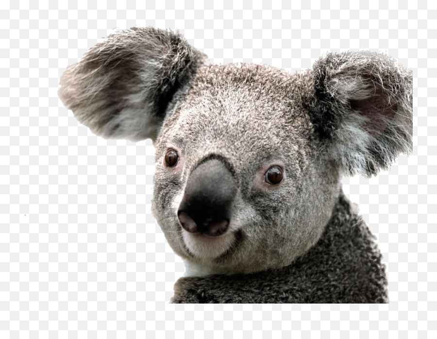 Koala Png Free Images - Koala Png,Koala Transparent