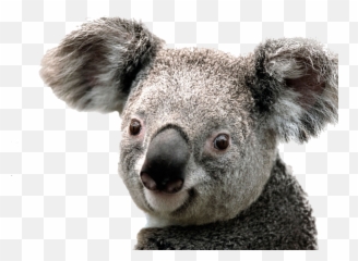Koala Png Free Images - Koala Png,Koala Transparent
