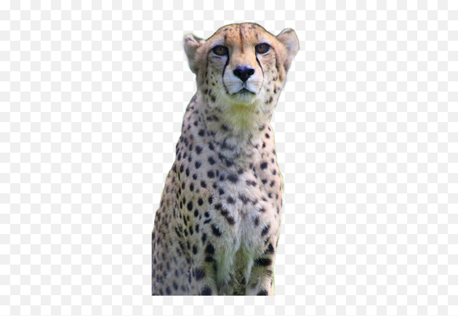 Gainesville Tx - Official Website Cheetah Png,Cheetah Png