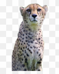 Gainesville Tx - Official Website Cheetah Png,Cheetah Png