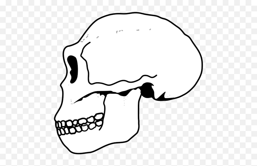Ergaster Skull - Soviet Union Png,Skull Png