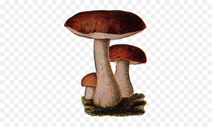 Download Free Png Fungi Images - Russula Integra,Fungi Png