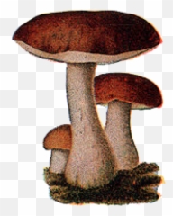Download Free Png Fungi Images - Russula Integra,Fungi Png