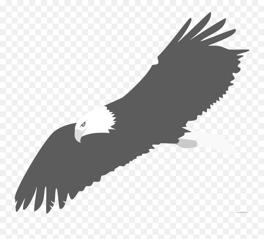 Bald Eagle Animal Free Black White - Flying Clipart Vector Eagle Png,Bald Eagle Png