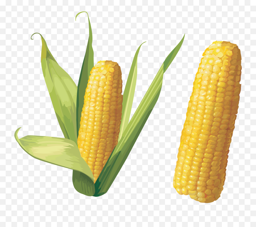 Download Corn Png Image Hq - Transparent Background Corn Png,Corn Cob Png