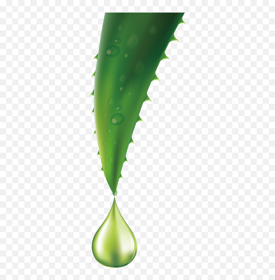 Aloe Queen A Reliable Source For Your Vera Needs - Aloe Vera Vector Png,Aloe Png