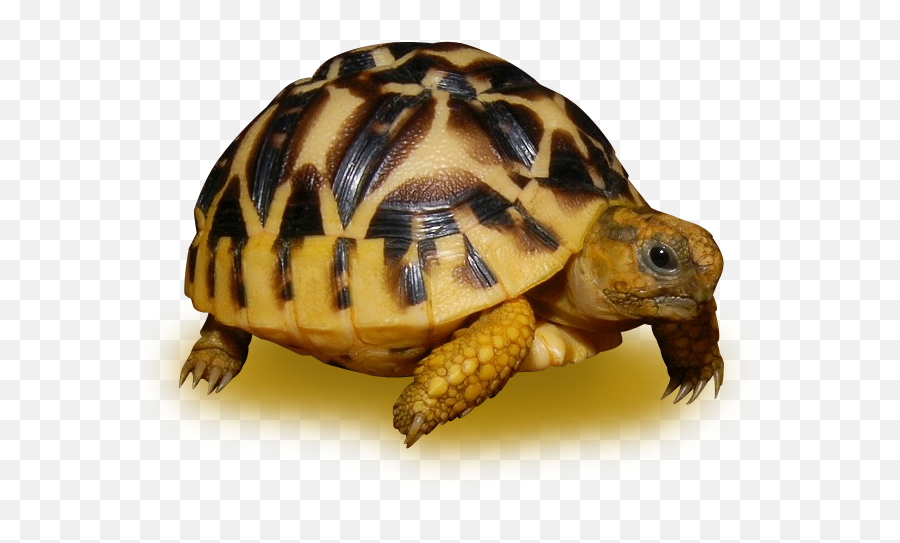 Download Sri Lanken Star Tortoise - Sri Lankan Star Tortoise Tortoise In Sri Lanka Png,Tortoise Png