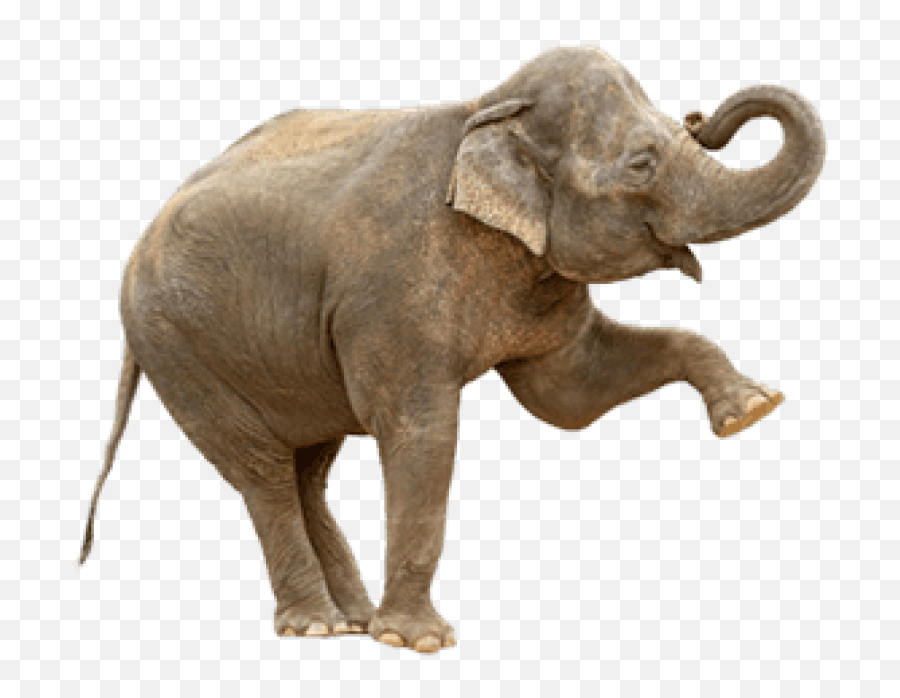 Elephants Png18799 - Photo 1736 Free Transparent Png,Elephants Png