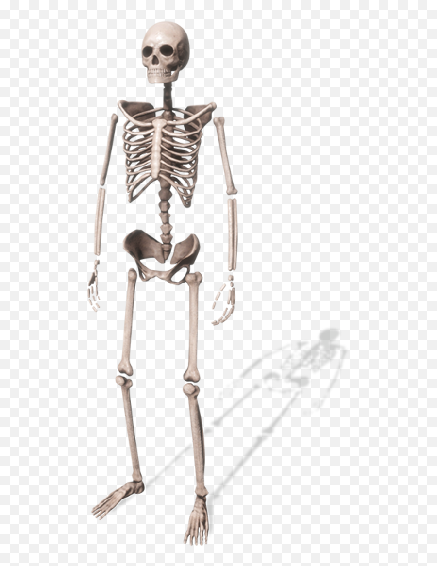 Spooky Scary Skeletons Png - Skeleton 2688056 Vippng Skeleton,Skeleton Png Transparent