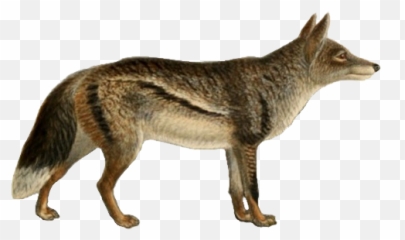 Dogs Jackals Wolves And Foxes - Jackal Png,Jackal Png