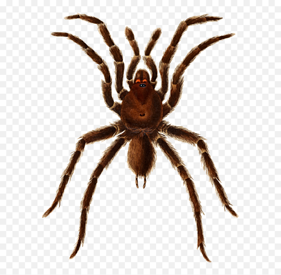 Download Free Png Mygale Spider - Mygale Clipart,Tarantula Png