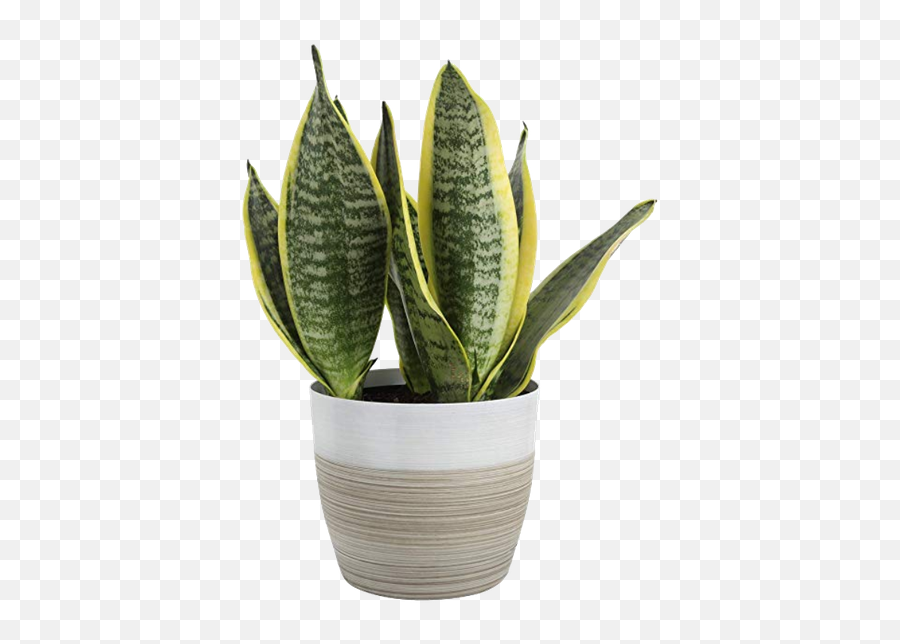 Costa Farms Sansevieria Groweru0027s Choice Snake Live Indoor Plant 12 - Inches Tall Whiteneutral Décor Planter House Plant Png,Indoor Plant Png