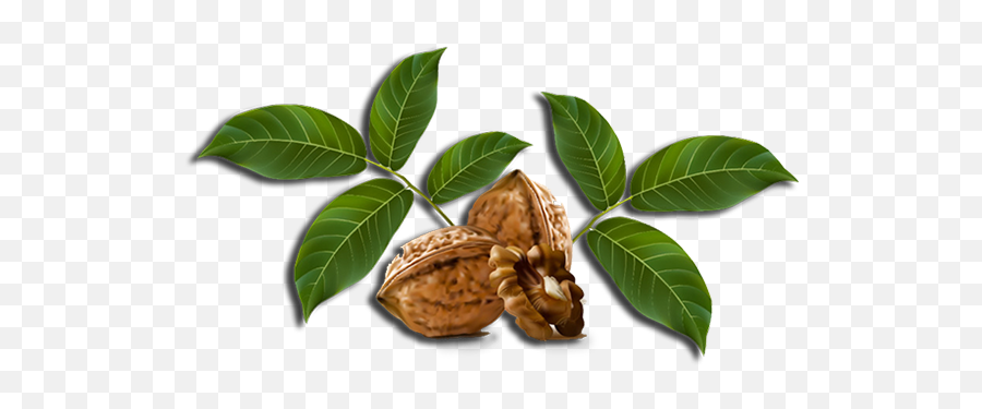 Walnut Seedlings - Nuts Vector Png,Seedling Png