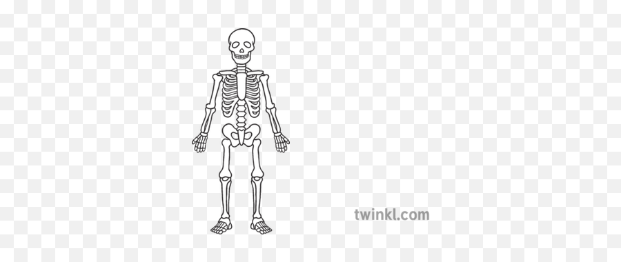 Proportional Skeleton Black And White - Esqueleto En Blanco Y Negro Png,Skeleton Arm Png