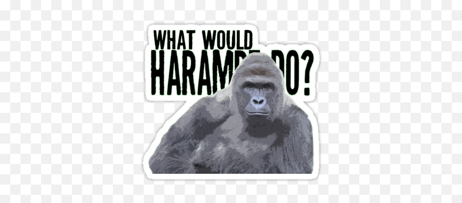 Pin - Ugly Png,Transparent Harambe